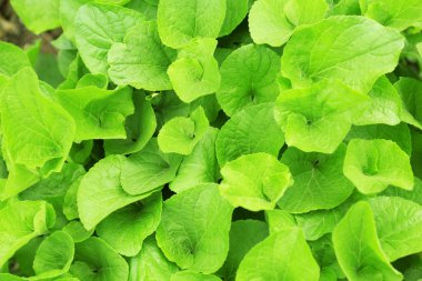 Funda, açık havada güzel bahar yaprakları