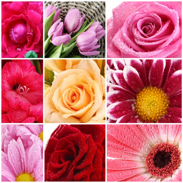 Collage aus schönen Blumen mit Wassertropfen — Stockfoto