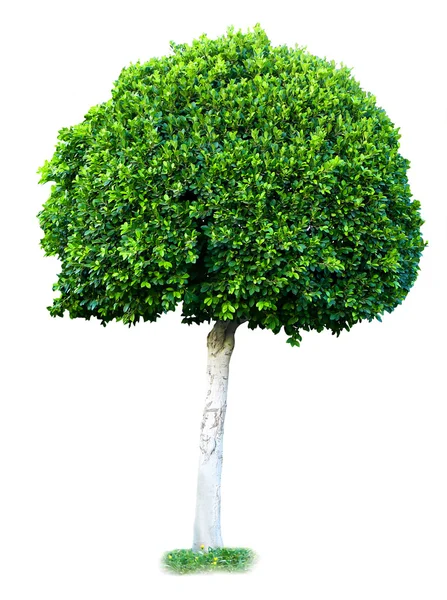 Zielone drzewo izolowane na białym — Zdjęcie stockowe