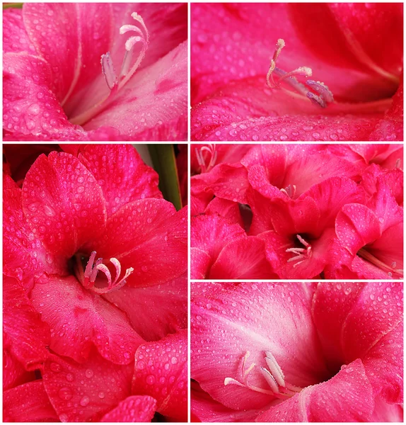 Colaj de flori frumoase — Fotografie, imagine de stoc