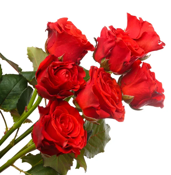 Bouquet of beautiful roses — Stock Photo, Image