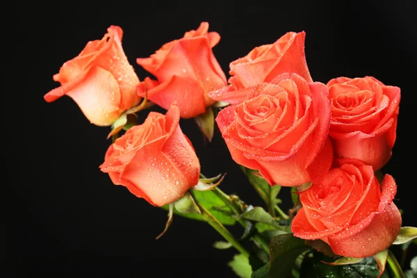 Strauß schöner Rosen — Stockfoto