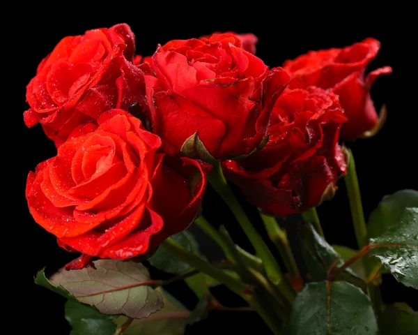 Strauß schöner Rosen — Stockfoto