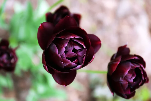 Красивые тюльпаны, на улице — стоковое фото