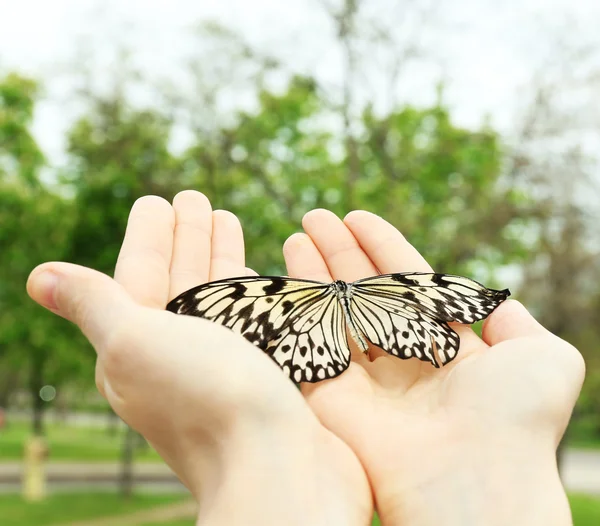 Piękny motyl na ręce, na zewnątrz — Zdjęcie stockowe