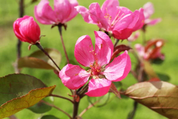 Krásný jarní květy, venku — Stock fotografie