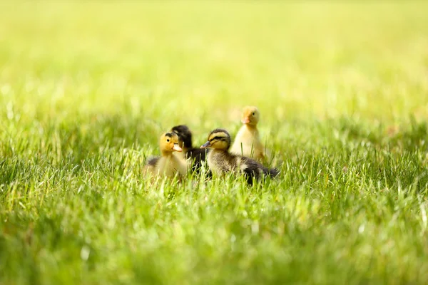 Piccoli simpatici anatroccoli su erba verde, all'aperto — Foto Stock