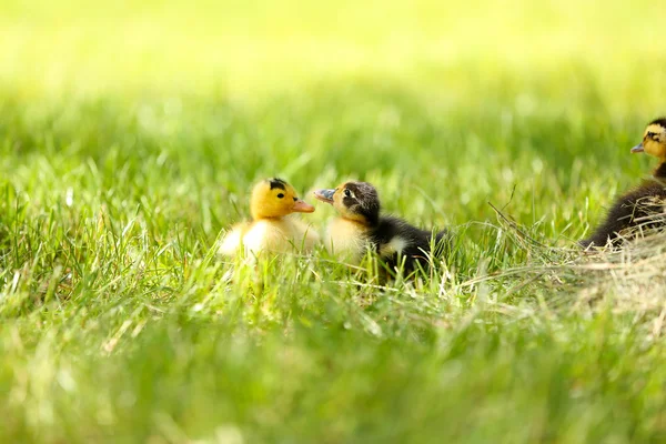 Petits canetons mignons sur herbe verte, à l'extérieur — Photo