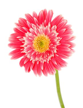 güzel gerber çiçek üzerinde beyaz izole