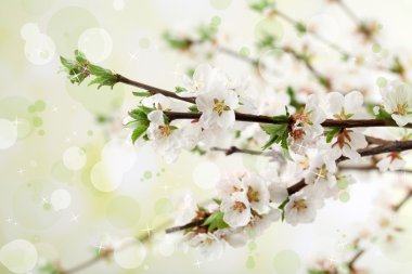 güzel çiçek açan dalları, açık renkli, yakın çekim