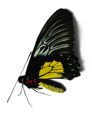 güzel kelebek, üzerinde beyaz izole