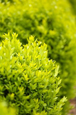 Bahçedeki çalılar