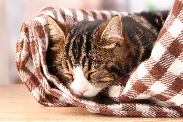 Cat on plaid in room — Stock Photo, Image