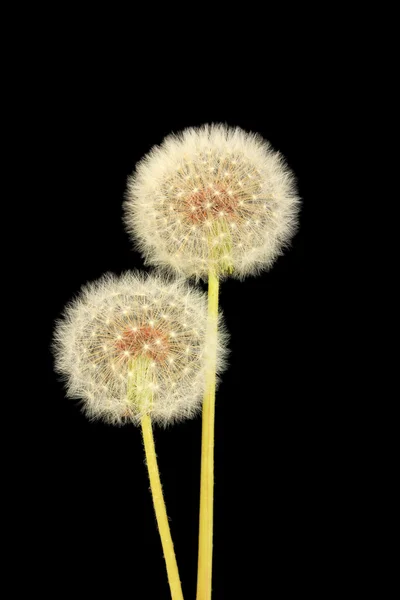 Paardebloemen op zwarte achtergrond — Stockfoto