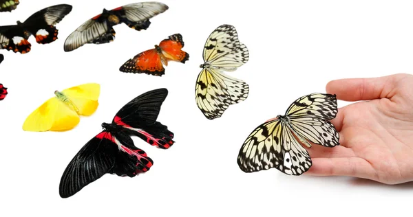 Schöner Schmetterling auf der Hand, isoliert auf weiß — Stockfoto