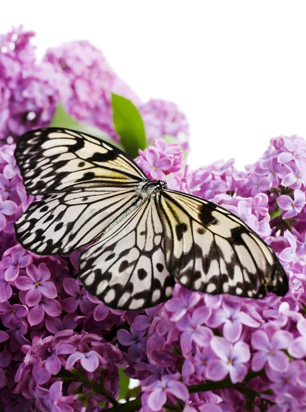 Prachtige vlinder zittend op lila bloemen, geïsoleerd op wit — Stockfoto