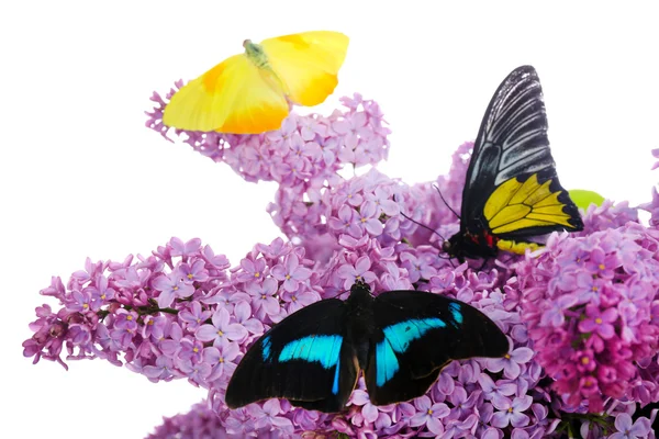 Hermosas mariposas sentadas sobre flores lila, aisladas en blanco — Foto de Stock