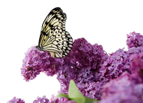 Prachtige vlinder zittend op lila bloemen, geïsoleerd op wit — Stockfoto