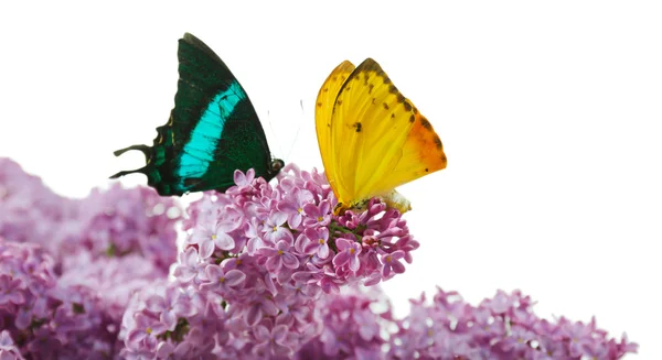 Mooie vlinders zittend op lila bloemen, geïsoleerd op wit — Stockfoto