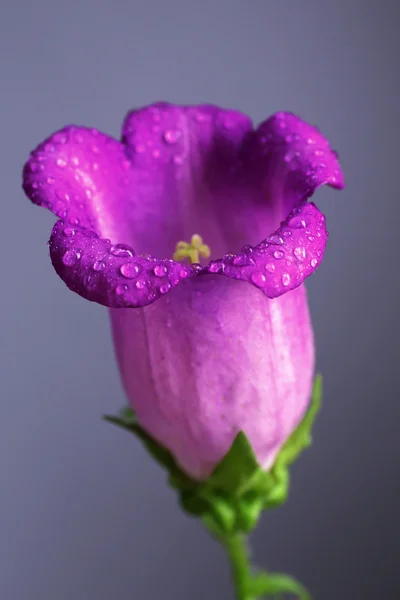Bela flor selvagem no fundo cinza — Fotografia de Stock