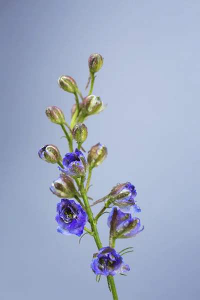 Beautiful wild flowers on grey background — Stock Photo, Image