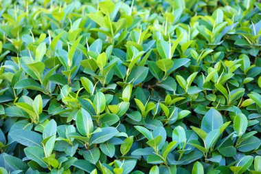 güzel yeşil çalı