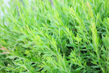 güzel yeşil çalı