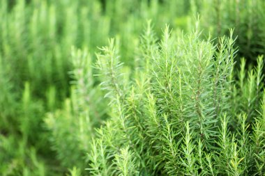 Güzel doğa arkaplanı