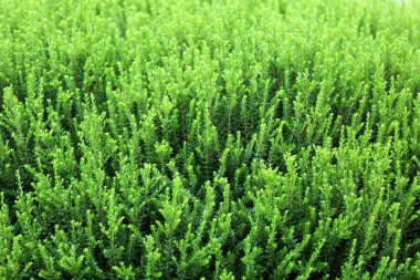 Güzel yeşil çalı yakın çekim