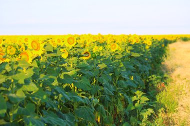 güzel ayçiçekleri alanı