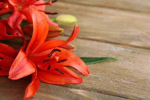 Hermosas flores de lirio rojo — Foto de Stock