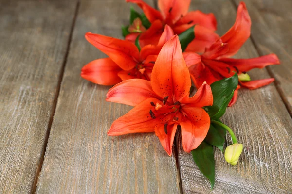 Beautiful red lily flowers — Stock Photo, Image