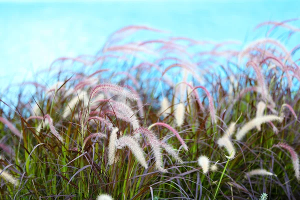 Spikelets in field, close-up — Stock Photo, Image