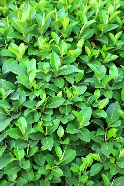 Beautiful green bush — Stock Photo, Image