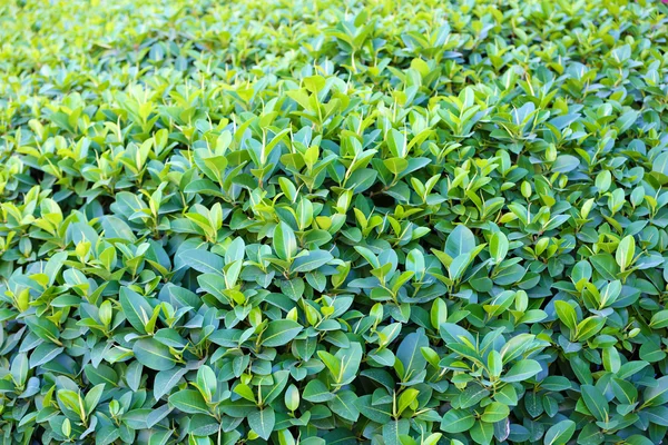 Arbusto verde bonito — Fotografia de Stock