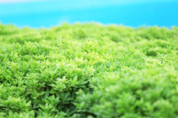 Bellissimo cespuglio verde — Foto Stock