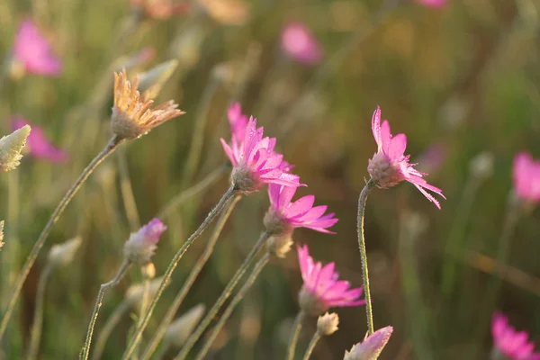 Hermosas flores silvestres en el campo — Foto de Stock