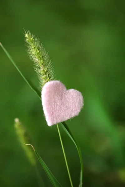 Herz auf Gras — Stockfoto