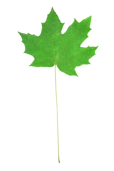白地に緑の葉 — ストック写真