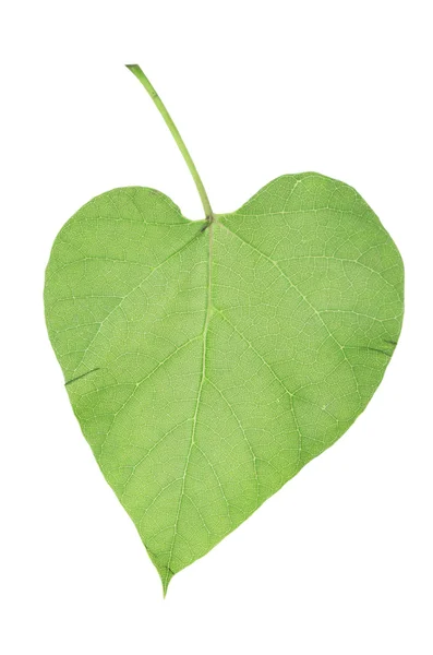 Green leaf on white — Stock Photo, Image