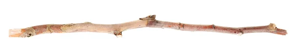 Dry tree branch — Stock Photo, Image