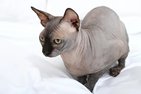 Mooie grijze sphinx kat op bed — Stockfoto