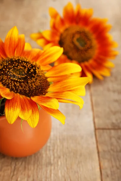 Beautiful sunflower in pitcher on wooden background — Stock Photo, Image