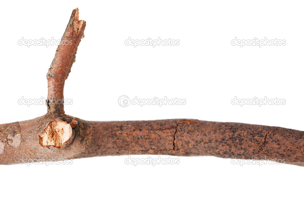 Dry tree branch