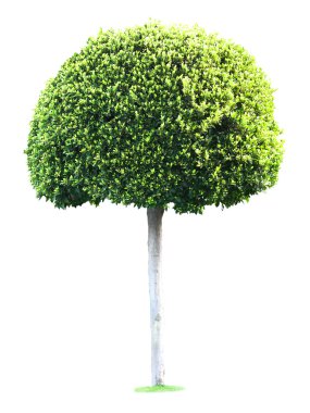Beyaz üzerine izole yeşil ağaç