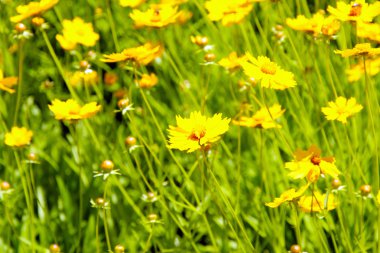 güzel kır çiçekleri