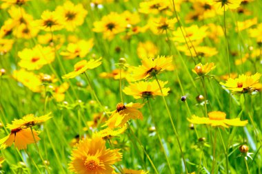 güzel kır çiçekleri