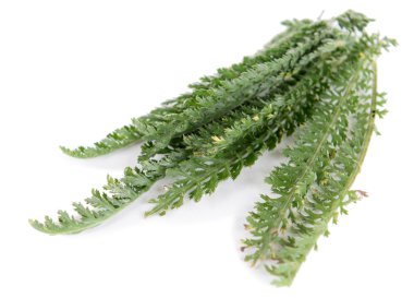 Yarrow isolated on white clipart