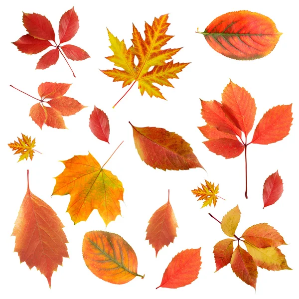 Collage of different leaves isolated on white — Stock Photo, Image