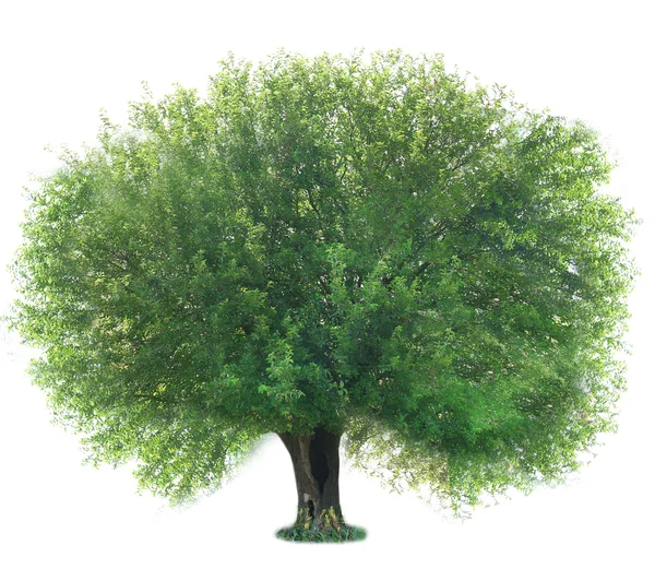 Albero verde isolato su bianco — Foto Stock